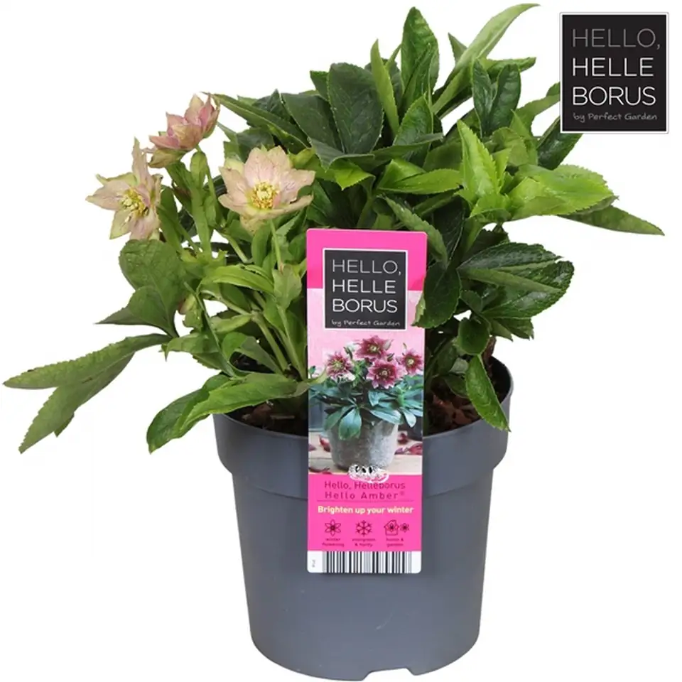 Хелеборус D14 H35 - Helleborus Hello Amber