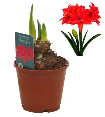 Хипеаструм D14 H27 - Hippeastrum Delicious