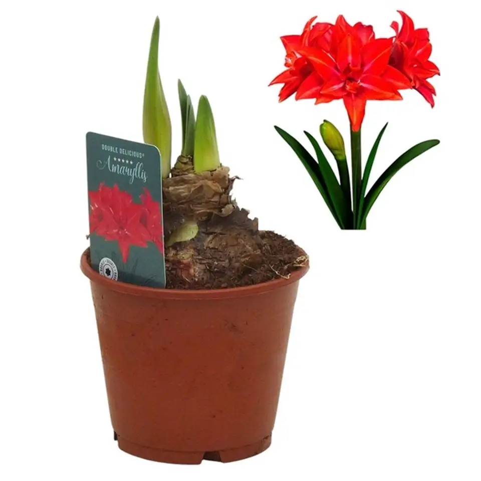 Хипеаструм D14 H27 - Hippeastrum Delicious