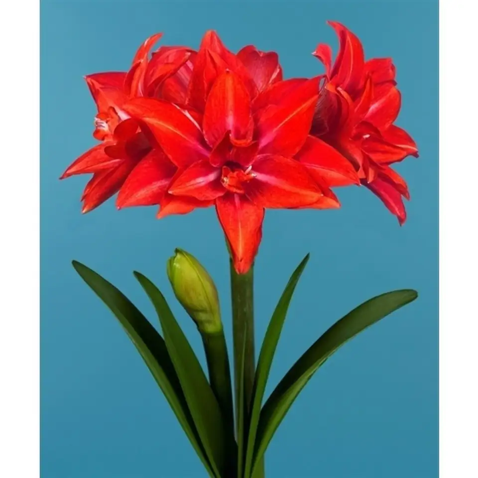 Хипеаструм D14 H27 - Hippeastrum Delicious - Image 2