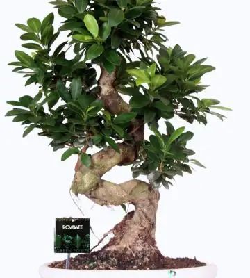Фикус D35 H70 - Ficus Microcarpa Ginseng