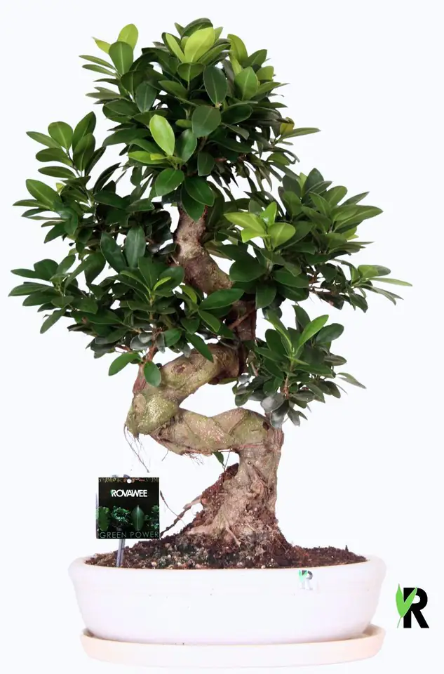 Фикус D35 H70 - Ficus Microcarpa Ginseng