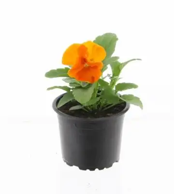 Виола D9 H12 - Viola F1 matrix orange