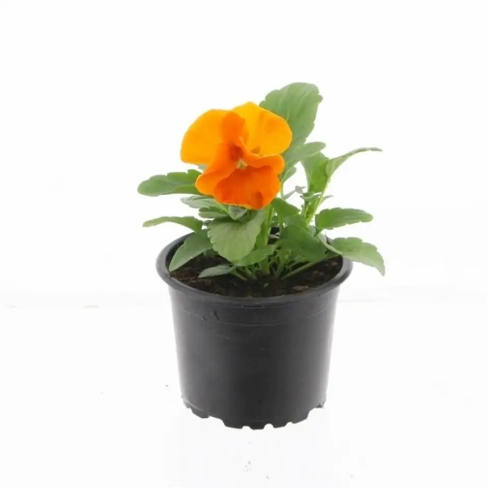 Виола D9 H12 - Viola F1 matrix orange