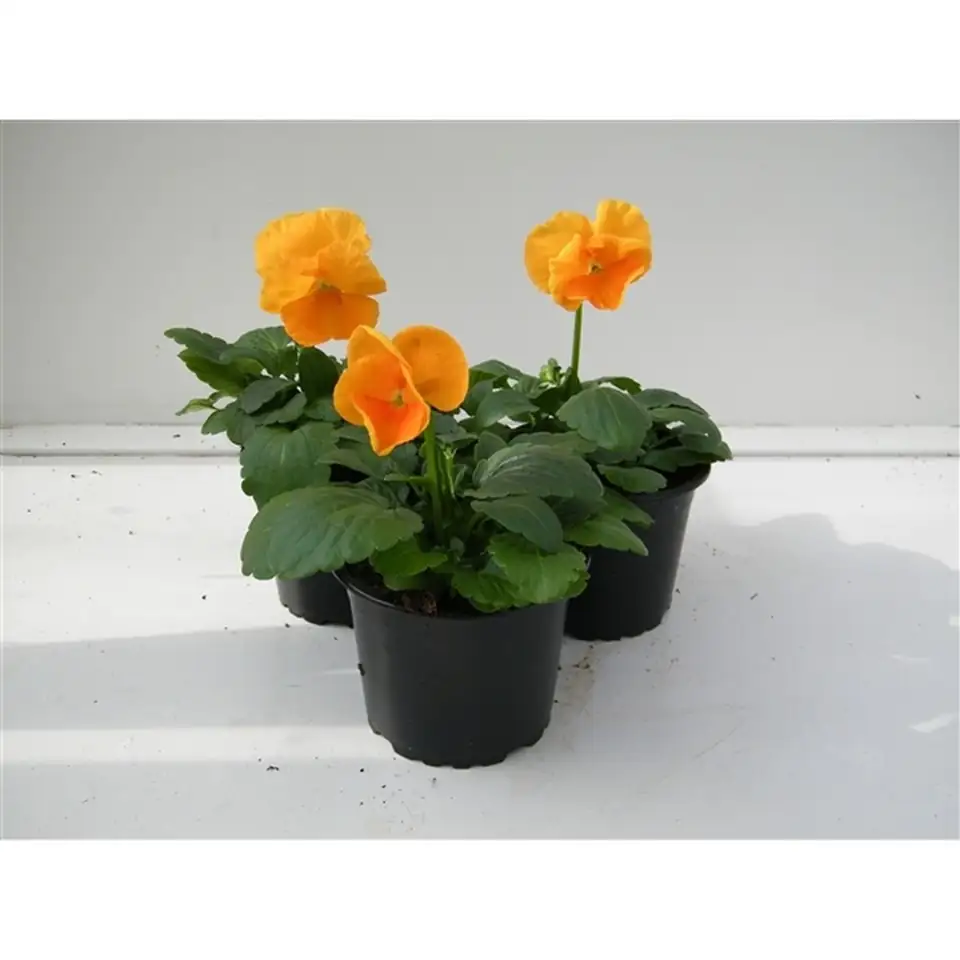 Виола D9 H12 - Viola F1 matrix orange - Image 2