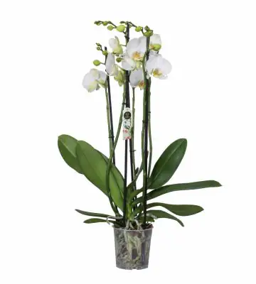 Орхидея D12 H70 - Phalaenopsis Nottingham
