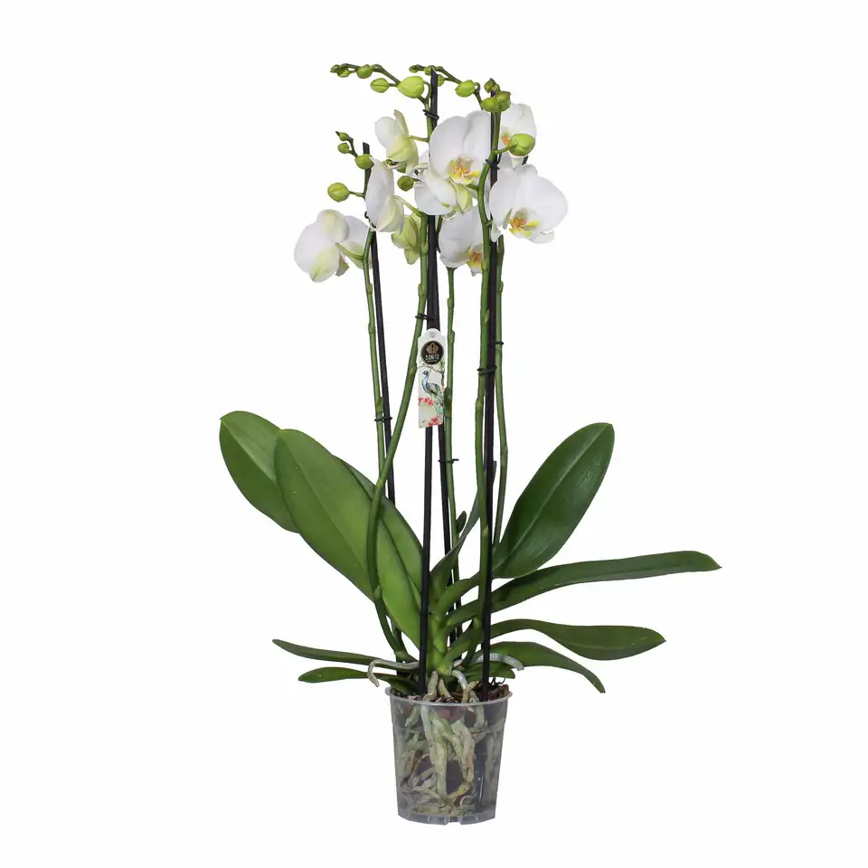 Орхидея D12 H70 - Phalaenopsis Nottingham