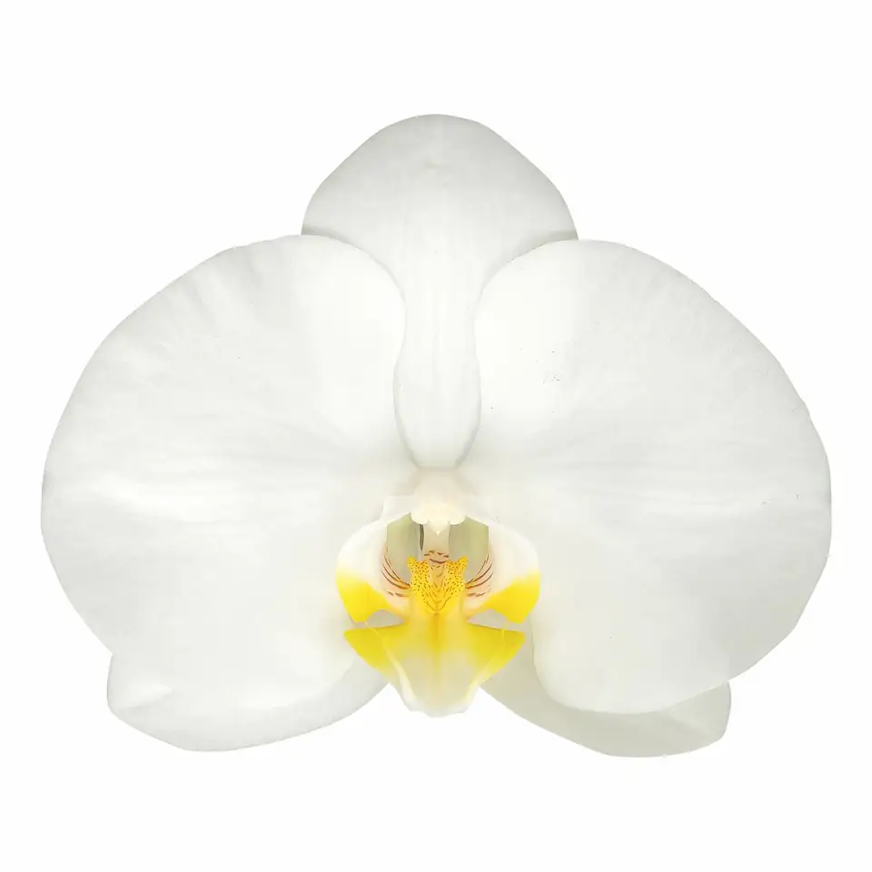 Орхидея D12 H70 - Phalaenopsis Nottingham - Image 2