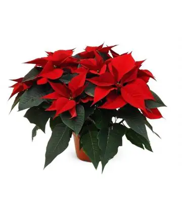 Коледна звезда D17 H45 - Poinsettia Xmas Feelings