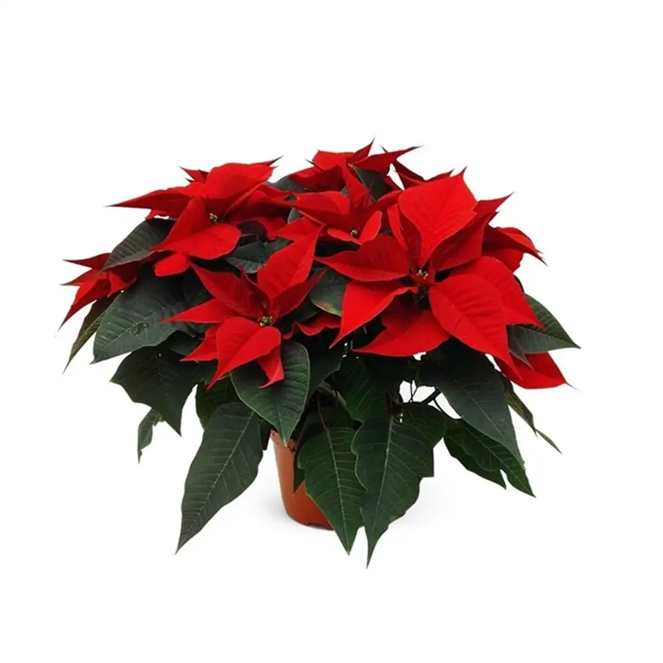 Коледна звезда D17 H45 - Poinsettia Xmas Feelings