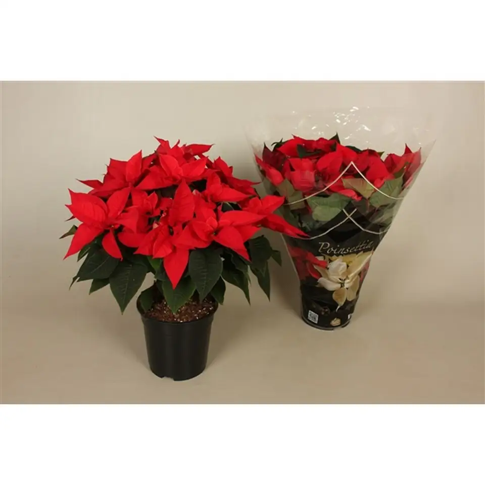 Коледна звезда D17 H45 - Poinsettia Xmas Feelings - Image 2
