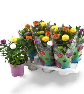 Хризантема D14 H40 - Chrysanthemum Flowerpops