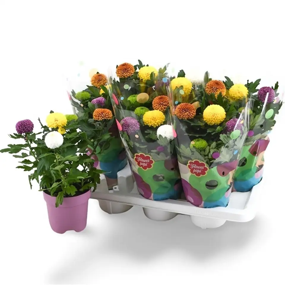 Хризантема D14 H40 - Chrysanthemum Flowerpops