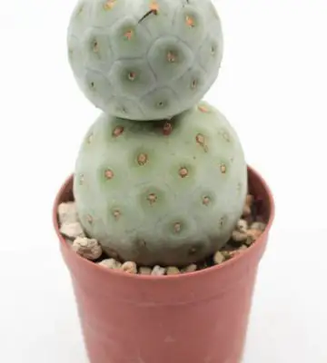 Кактус D6.5 H8 - Tephrocactus Geometricus