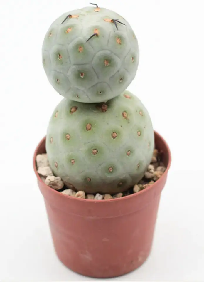 Кактус D6.5 H8 - Tephrocactus Geometricus