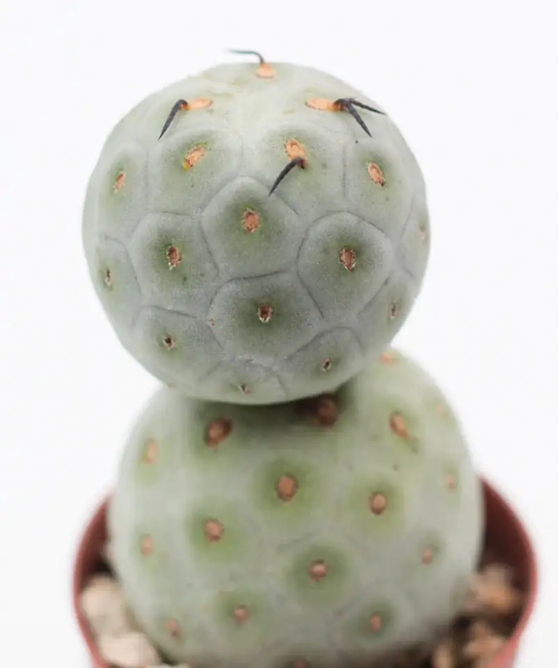 Кактус D6.5 H8 - Tephrocactus Geometricus - Image 2