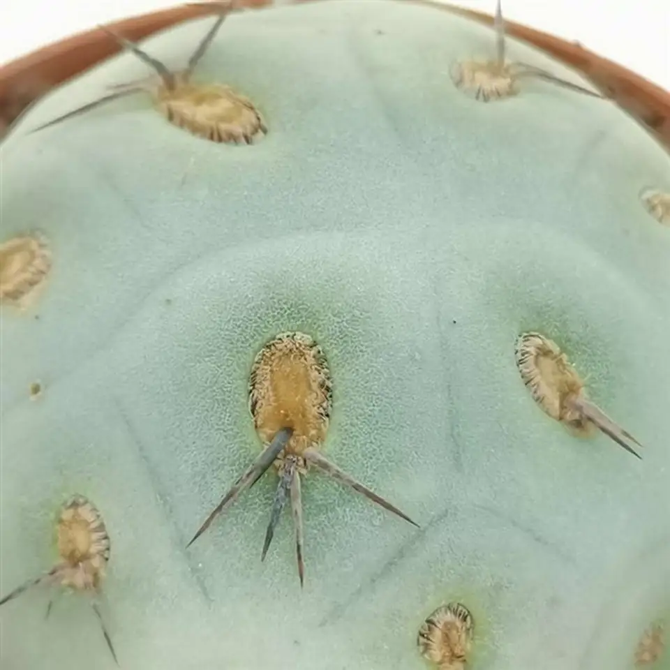 Кактус D6.5 H8 - Tephrocactus Geometricus - Image 3