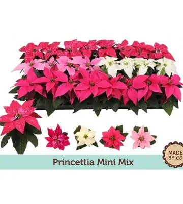 Коледна звезда D6 H13 - Princettia mix