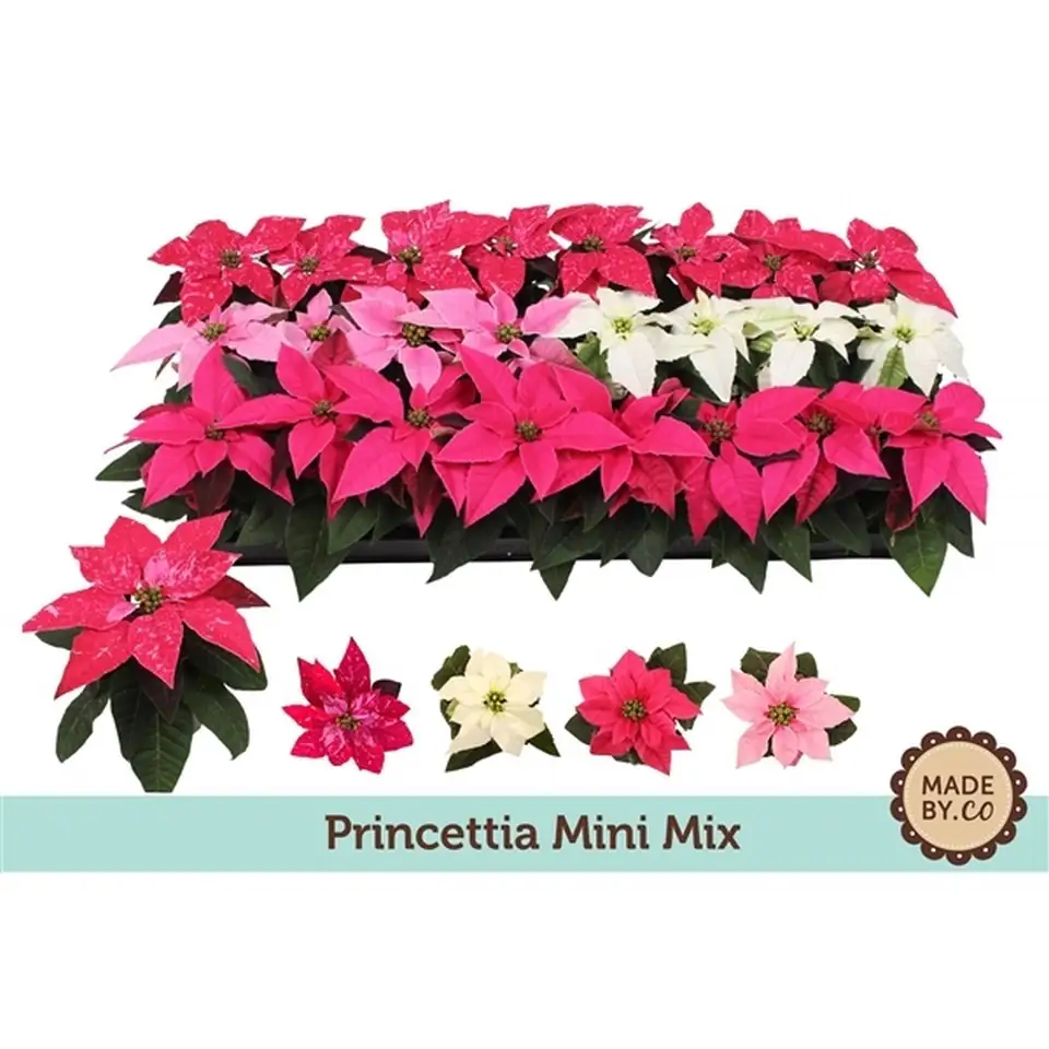 Коледна звезда D6 H13 - Princettia mix