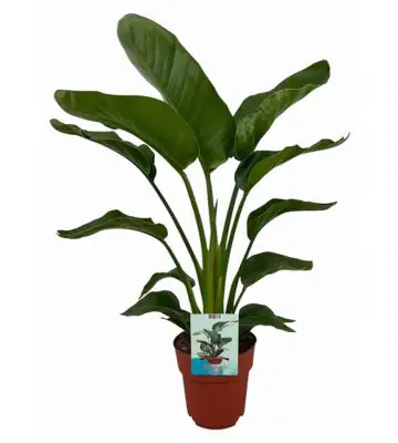 Стрелиция D19 H90 - Strelitzia Nicolai