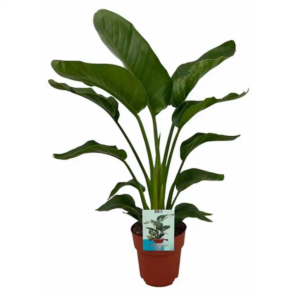 Стрелиция D19 H90 - Strelitzia Nicolai