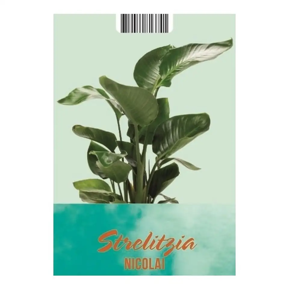 Стрелиция D19 H90 - Strelitzia Nicolai - Image 2