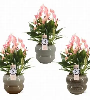 Антуриум в керамична кашпа D14 H45 - Anthurium Lilli