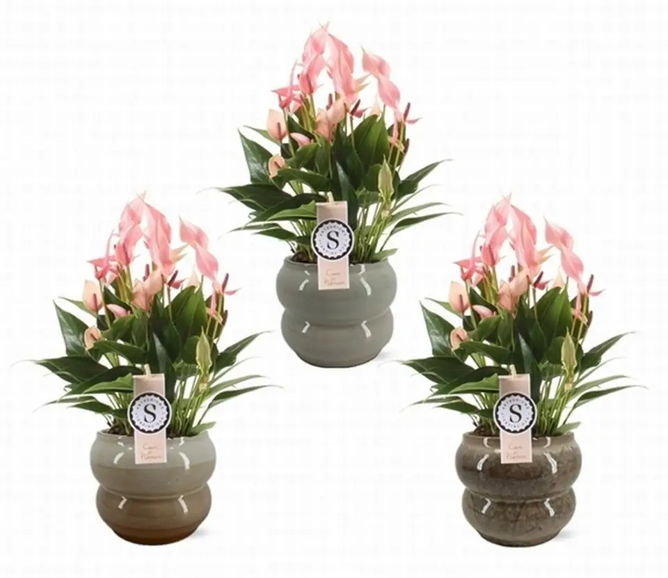 Антуриум в керамична кашпа D14 H45 - Anthurium Lilli