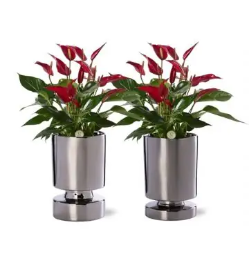 Антуриум с кашпа D12 H40 - Anthurium arrangement