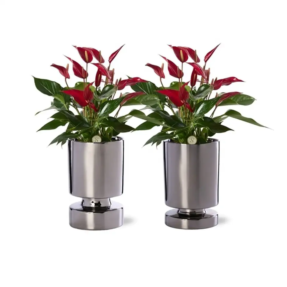 Антуриум с кашпа D12 H40 - Anthurium arrangement