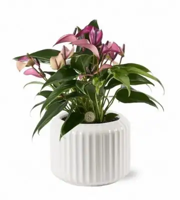 Антуриум в керамична кашпа D12 H40 - Anthurium Zizou