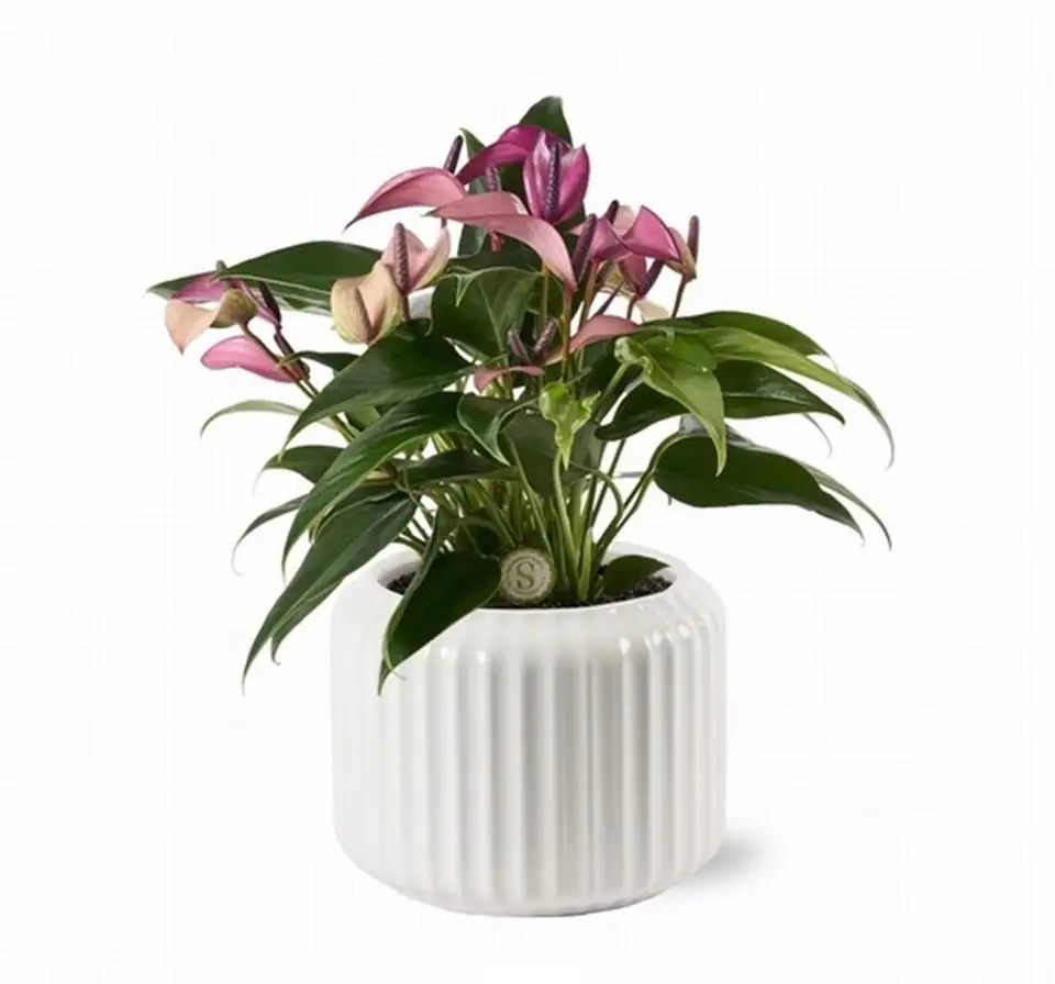 Антуриум в керамична кашпа D12 H40 - Anthurium Zizou