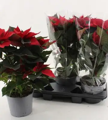 Коледна звезда D17 H45 - Euphorbia Xmas Feelings red