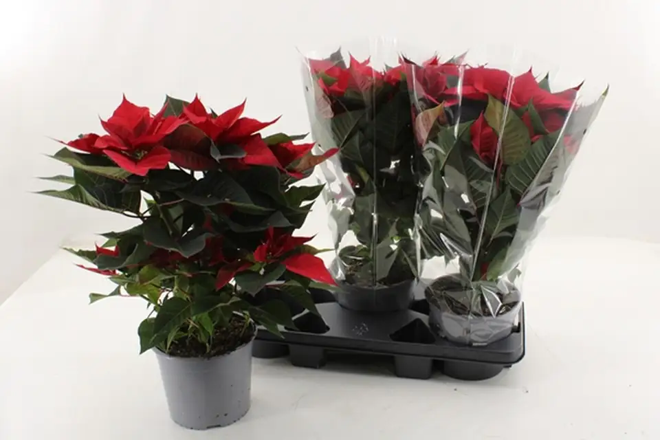 Коледна звезда D17 H45 - Euphorbia Xmas Feelings red