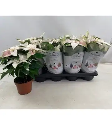 Коледна звезда D12 H28 - Euphorbia Princettia Pearl