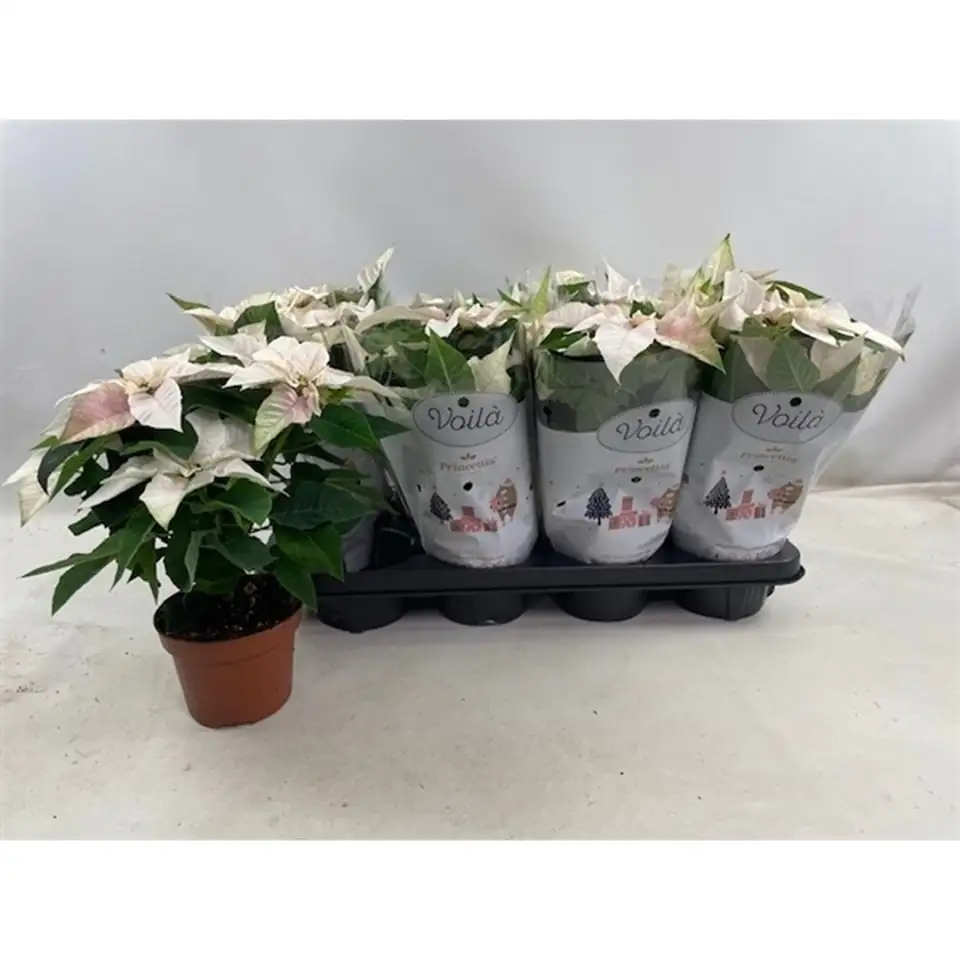 Коледна звезда D12 H28 - Euphorbia Princettia Pearl