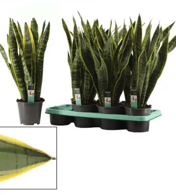 Сансевиера D14 H57 - Sansevieria Laurentii