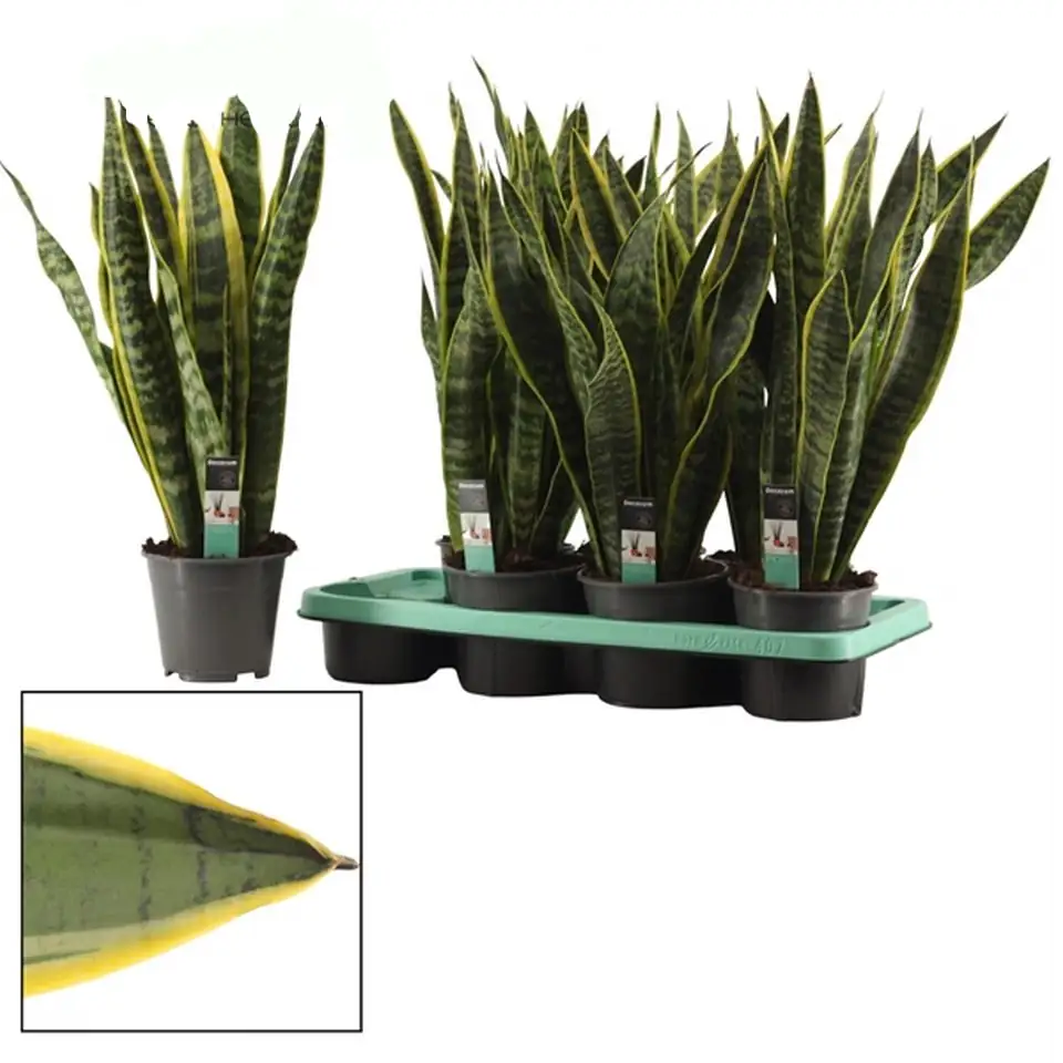 Сансевиера D14 H57 - Sansevieria Laurentii