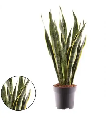 Сансевиера D19 H75 - Sanseviera Laurentii