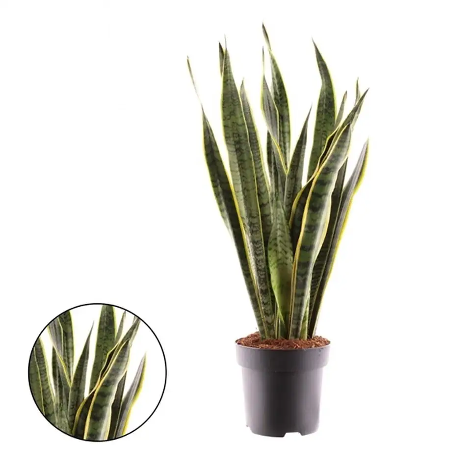 Сансевиера D19 H75 - Sanseviera Laurentii