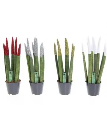 Сансевиера D8.5 H30 - Sanseviera Spaghetti glitterz