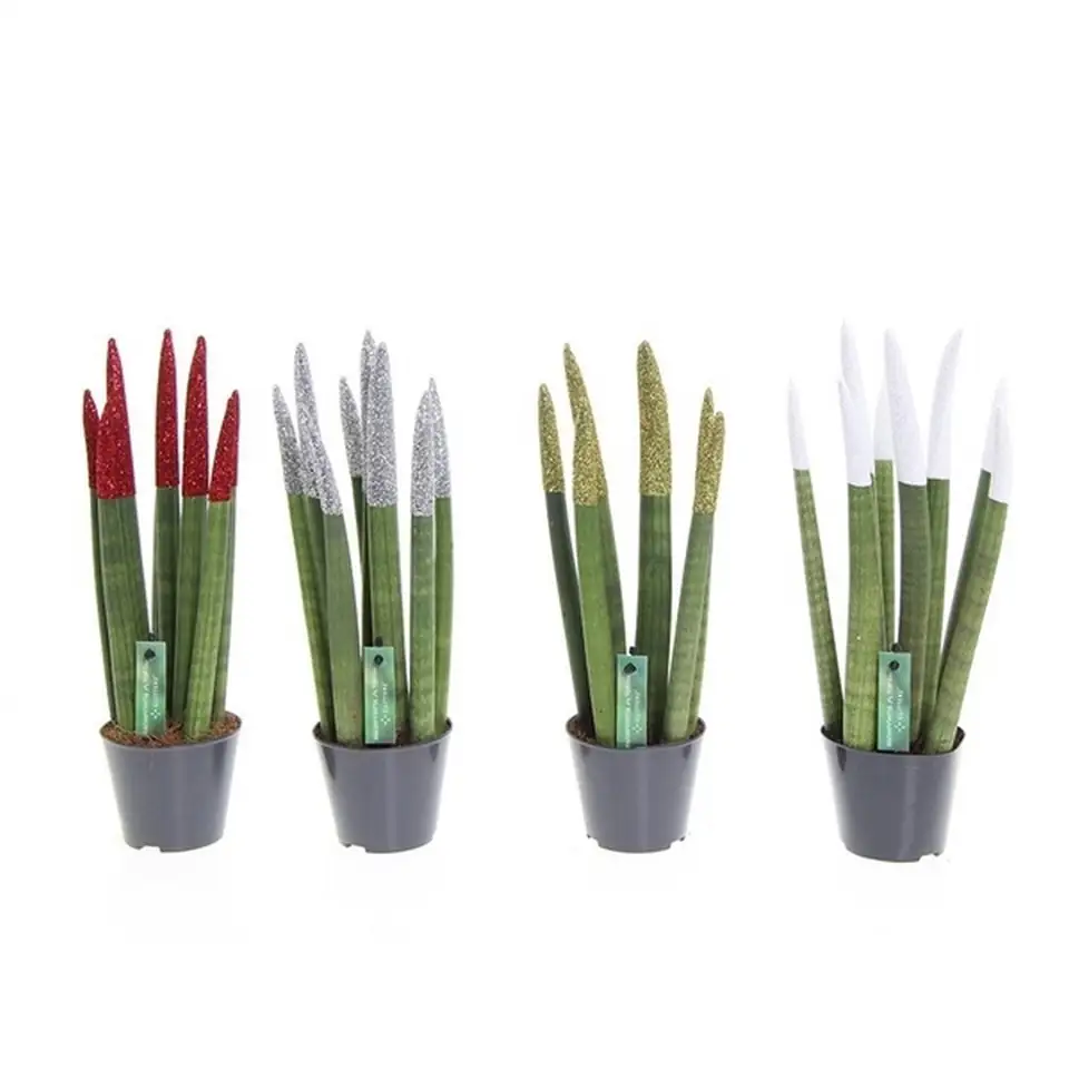 Сансевиера D8.5 H30 - Sanseviera Spaghetti glitterz