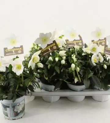 Хелеборус D14 H33 - Helleborus niger Wintergold