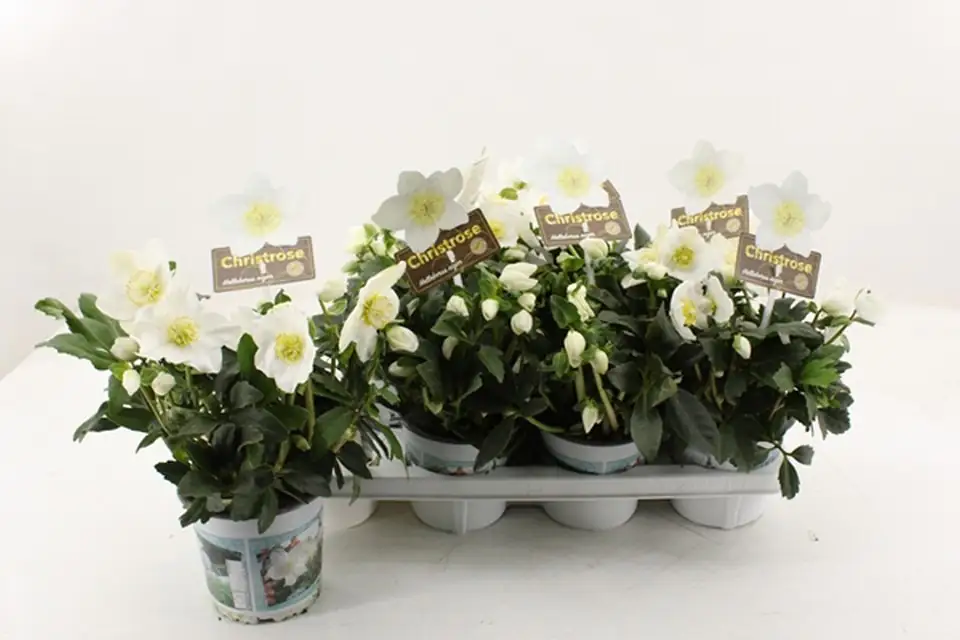 Хелеборус D14 H33 - Helleborus niger Wintergold