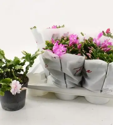 Шлумбергера D17 H30 - Schlumbergera Flame