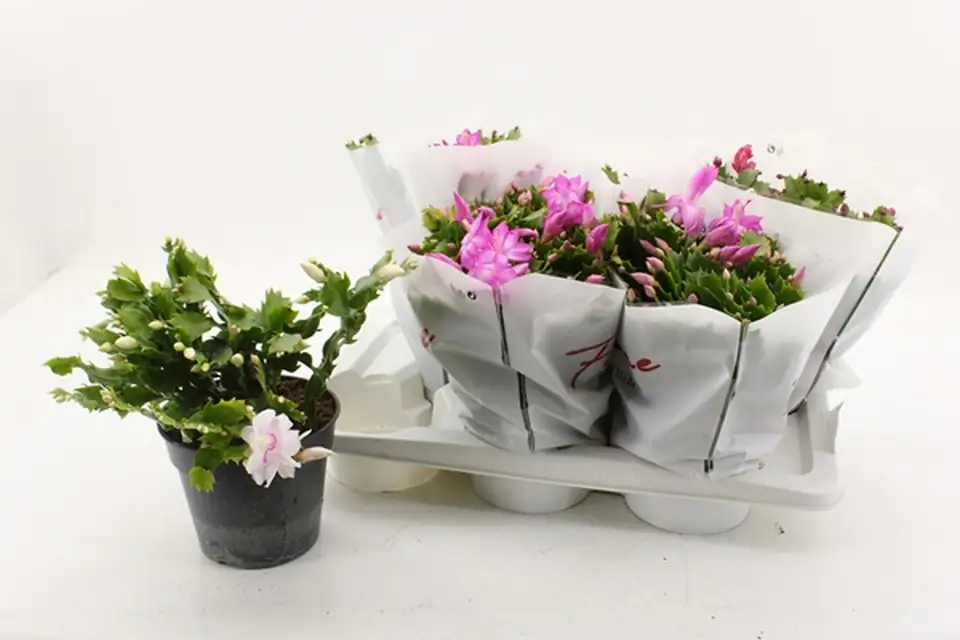 Шлумбергера D17 H30 - Schlumbergera Flame