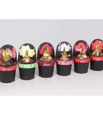 Хипеаструм D14 H25 - Hippeastrum mix