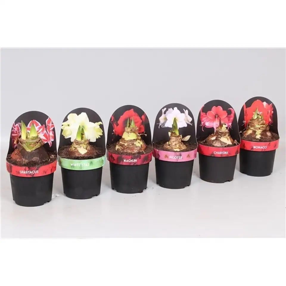 Хипеаструм D14 H25 - Hippeastrum mix