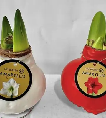 Хипеаструм 2 цветоноса D36 - Hippeastrum