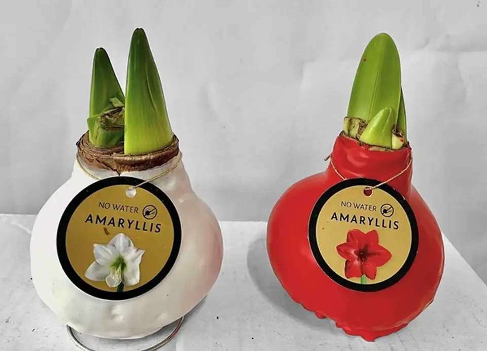 Хипеаструм 2 цветоноса D36 - Hippeastrum